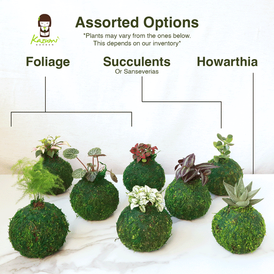 Mini Kokedama | Moss Ball Kokedamas