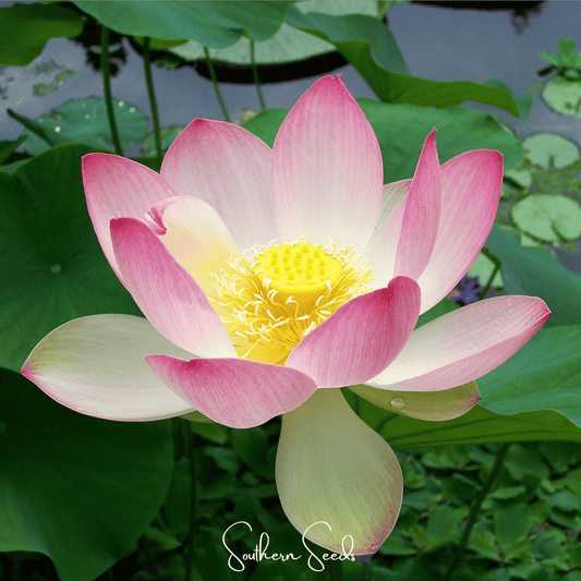 Sacred Lotus (Bonsai) - 5 Seeds